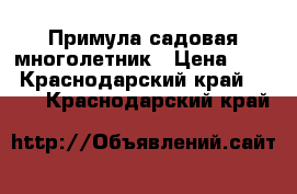 Примула садовая многолетник › Цена ­ 25 - Краснодарский край  »    . Краснодарский край